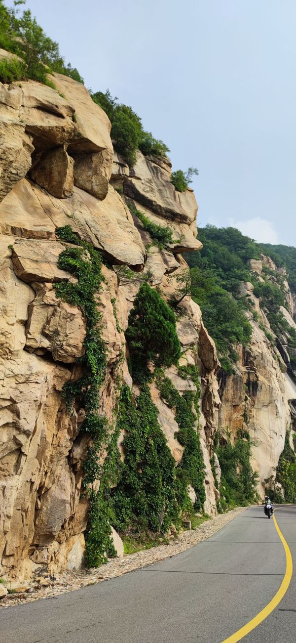 枯松倒挂倚绝壁的倒,绝壁的绝_大山谷图库